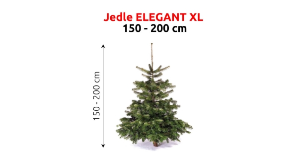 Jedľa Elegant XL